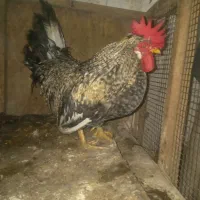 خروس گلخانه ایی