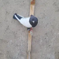 نروماده باهم قیمت ۲۵۰۰|پرنده|نیشابور, دهنو|دیوار