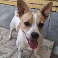 واگذاری جک راسل|سگ|اصفهان, بهارستان|دیوار