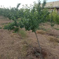 فروش زمین ۴۵۰ متر