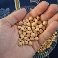 نخود|خوردنی و آشامیدنی|ایوان, |دیوار
