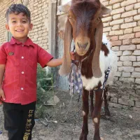 پول لازم هستم