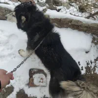 سگ هاسکی|سگ|نوشین شهر, |دیوار