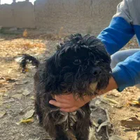 سگ پا کوتاه پشمالو