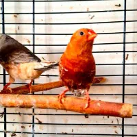 فنچ فول اورنج مولد با یک جوجه|پرنده|تهران, دبستان|دیوار