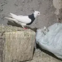 ماده طوقی|حیوانات|بروجرد, |دیوار