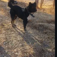 واگذاری سگ نر اصیل ذات قدیم|سگ|هشترود, |دیوار