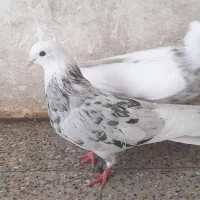 کبوتر تهرانی شازده هما ویک طوقی هفت رنک