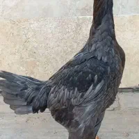 مرغ لاری طوسی جوجه