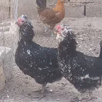 مرغ و خروس گلین خال سوزنی|حیوانات مزرعه|شیراز, میانرود|دیوار