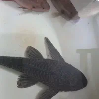 لجن خوار