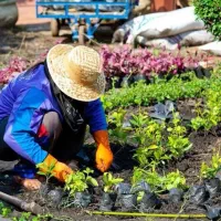 خدمات باغبانی باغچه کاری گلکاری درختکاری خاک گلدون