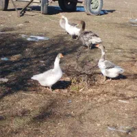 غاز بومی و طبیعی