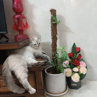 گربه ماده|گربه|نیشابور, بنیاد شهید|دیوار