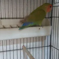 طوطی برزیلی نر و عروس هلندی|پرنده|یاسوج, |دیوار