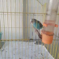 مرق عشقزبا قفس خوشگل