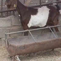 بز پاکستانی چاق هم واسه کشتن خوبه هم واسه داشت380