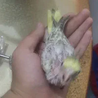 جوجه عروس هلندی|پرنده|اسلام‌شهر, مسکن مهر اسلاشهر (شهرک امام خمینی)|دیوار