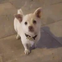 واگذاری سگ پاکوتا