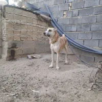 سگ افغان