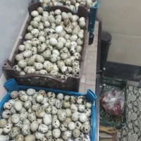 تخم بلدرچین|خوردنی و آشامیدنی|قم, حنیف نژاد|دیوار