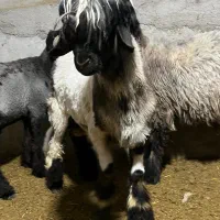 بره قوچی بختیاری|حیوانات مزرعه|شیراز, حومه شیراز|دیوار