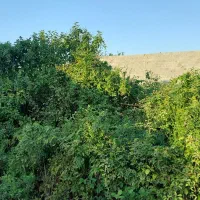 زمین خوش قیمت|فروش زمین و ملک کلنگی|رشت, حومه رشت|دیوار