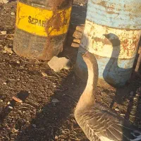 قو غاز|حیوانات مزرعه|سرپل ذهاب, |دیوار