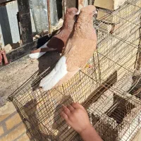 دم سفید|پرنده|کارون, |دیوار