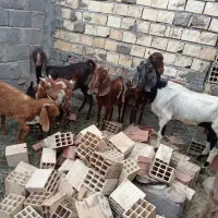 گوسفند فروشی