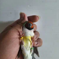 فنچ گلدین و کینگ و کوتوله مولد و سرلاکی و قناری|پرنده|اصفهان, دوطفلان|دیوار