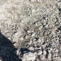 بذر یونجه تضمینی برا روشت|خدمات باغبانی و درختکاری|محمدبار, |دیوار