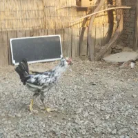 مرغ مرندی تخم گذار جوان وخروس گلین پرورش مزرعه