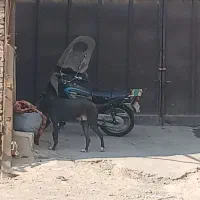 موتورهندامدل۹۰