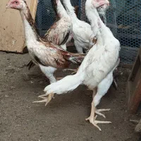 لاری اوشامو|حیوانات مزرعه|رشت, گلسار|دیوار