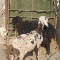 بره ماده .بره پلنگی .کاوربره .بز