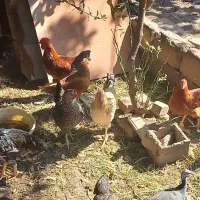 مرغ و خروس محلی