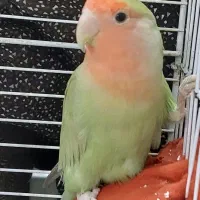 کوتوله برزیلی رنگ سبز خاص