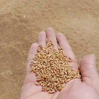 گندم قرمز رقم آرامش و کلکتور|خوردنی و آشامیدنی|بجنورد, |دیوار