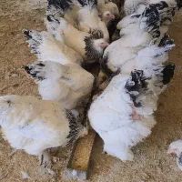 مرغ برهما|حیوانات مزرعه|اصفهان, گورت|دیوار