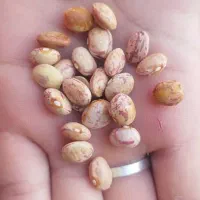 لوبیا محلی کردستان در کلاله