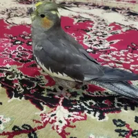 عروس هلندی نر بالغ|پرنده|تربت جام, کاریز نو سفلی|دیوار
