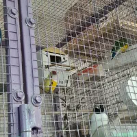 انواع پرندگان ولوازم پرنده وقفس دستباف|پرنده|ملایر, |دیوار