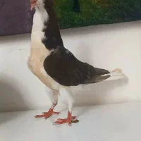 جوجه فوق زاتدار