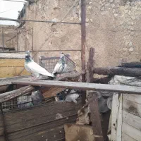 فروشی|پرنده|تبریز, |دیوار