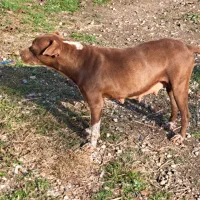 واگذاری سگ ماده|سگ|رامیان, |دیوار