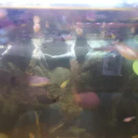 ماهی|ماهی|گلبهار, شهر جدید گلبهار|دیوار