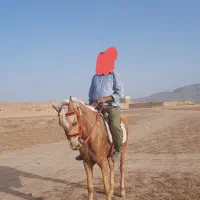 اسب سمند