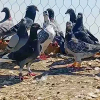 دسته جدید رسید کفتر بوم 100 عدد