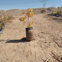 نهال انگور عسگری